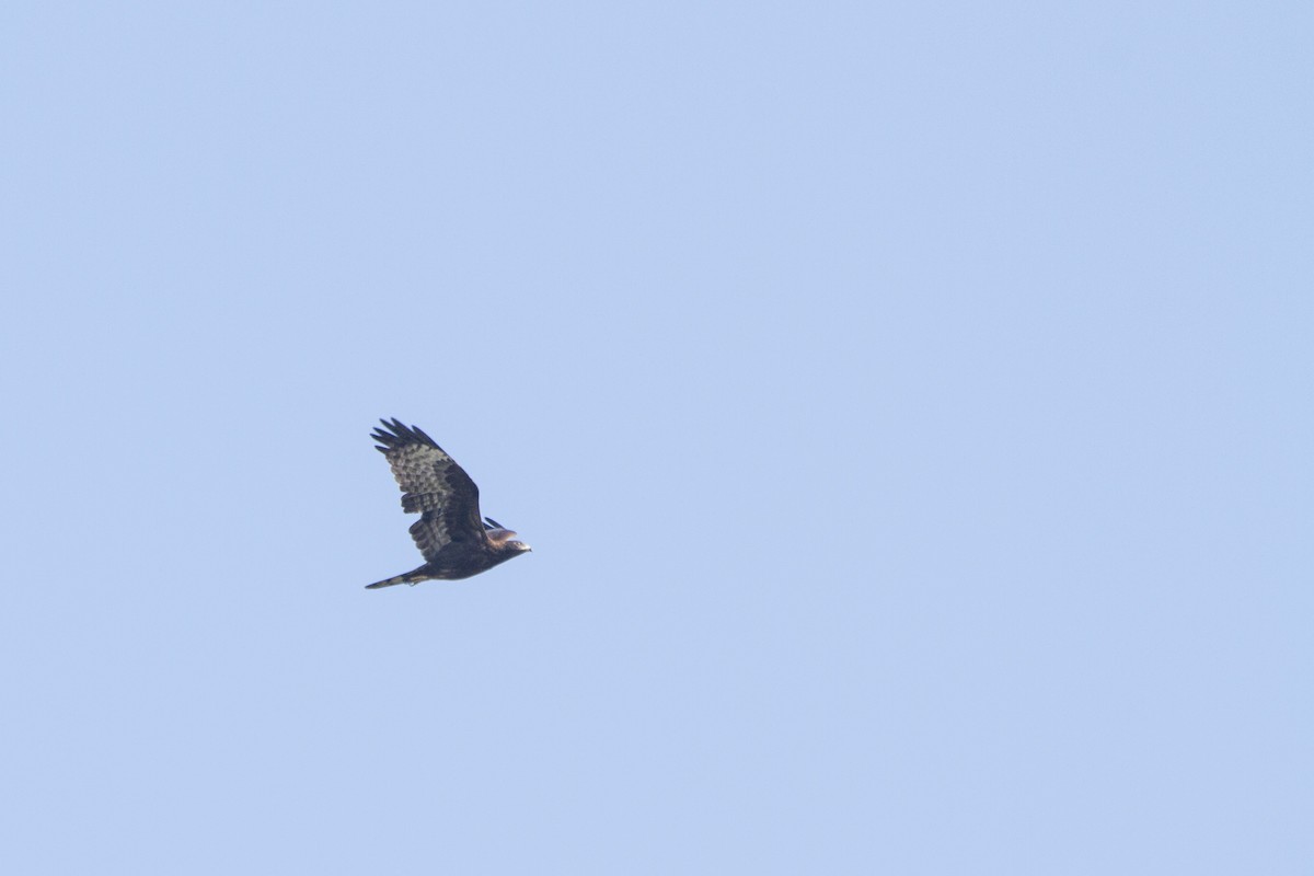 Oriental Honey-buzzard - ML282199091