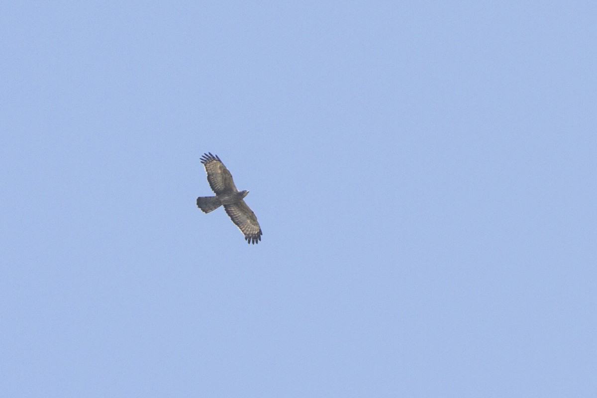 Oriental Honey-buzzard - ML282199101