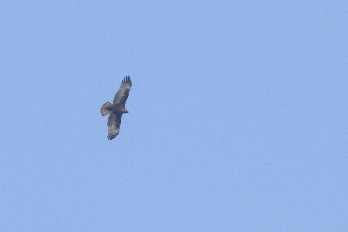 Oriental Honey-buzzard - ML282199181