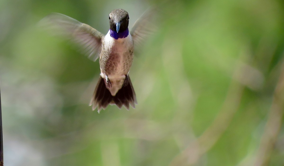 Black-chinned Hummingbird - Dawn Zappone