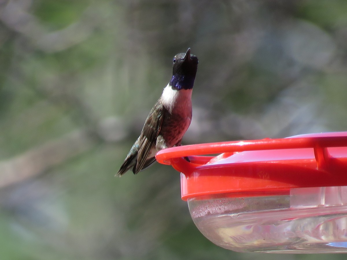 Black-chinned Hummingbird - Dawn Zappone