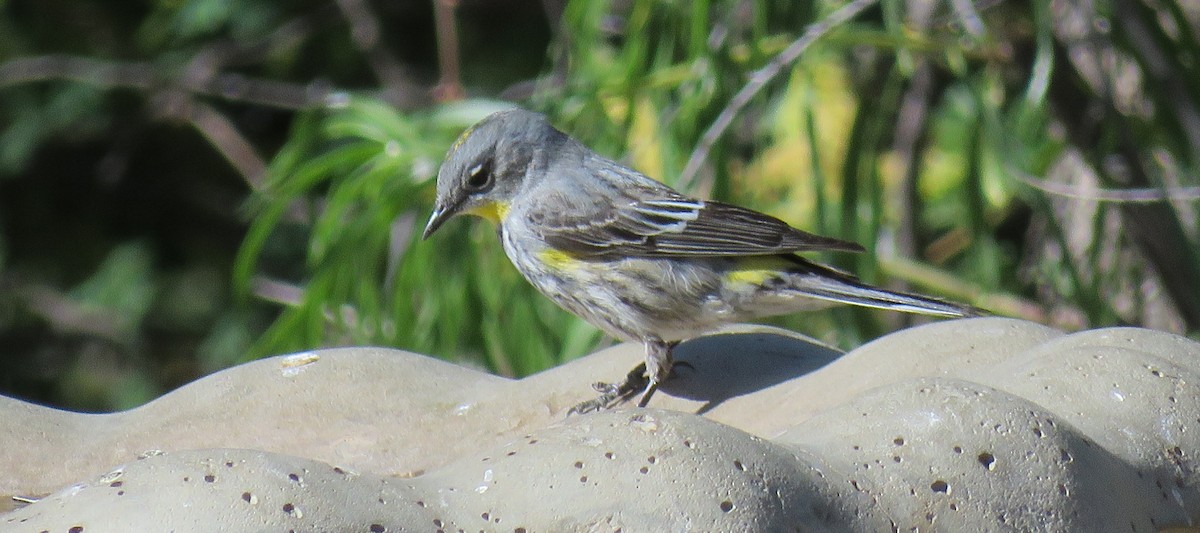 Yellow-rumped Warbler - Dawn Zappone