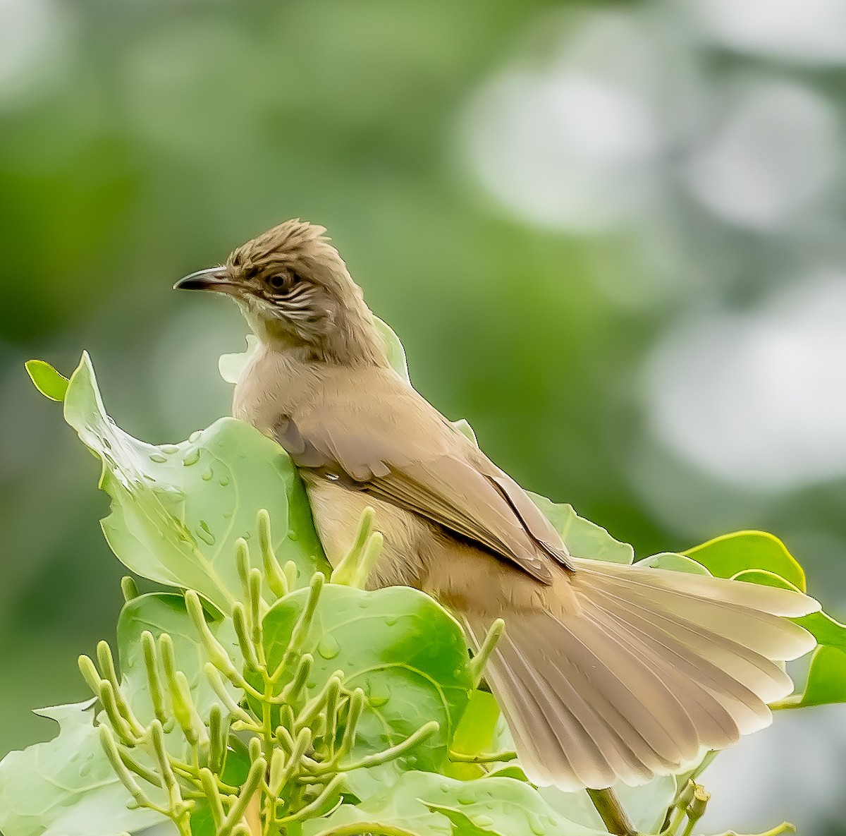 Streak-eared Bulbul - ML282201831