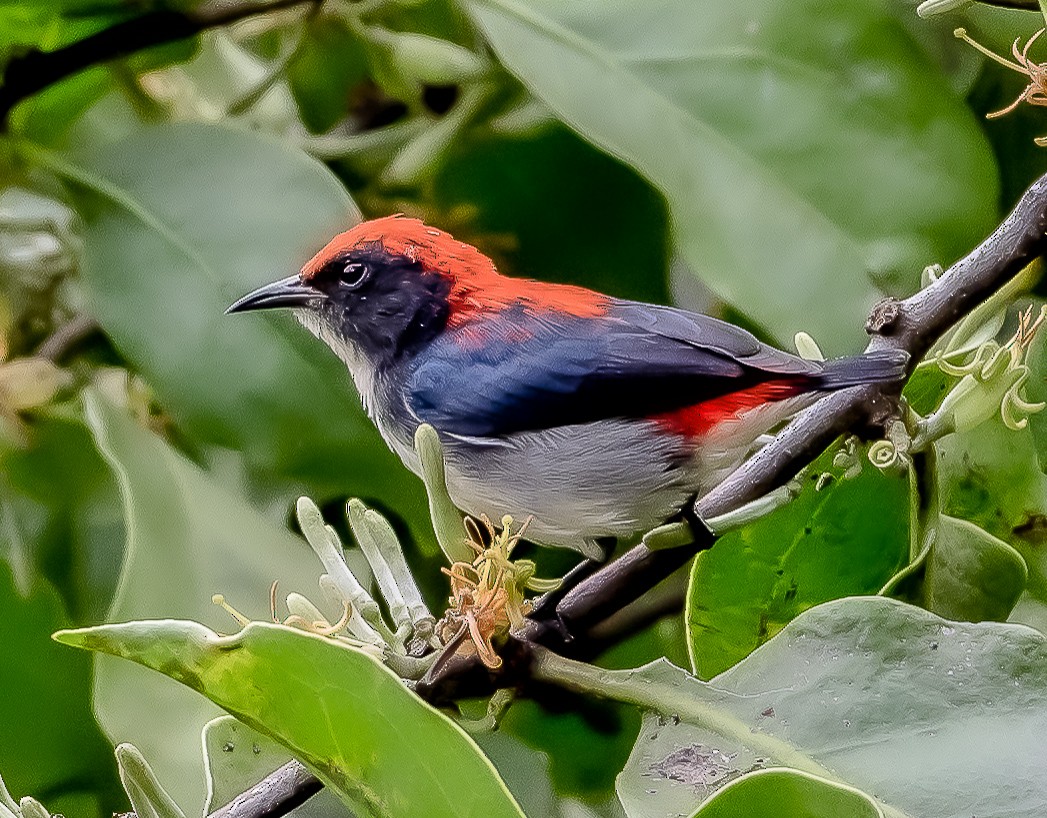 Scarlet-backed Flowerpecker - ML282201861