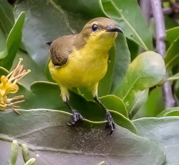 Ornate Sunbird - ML282201911