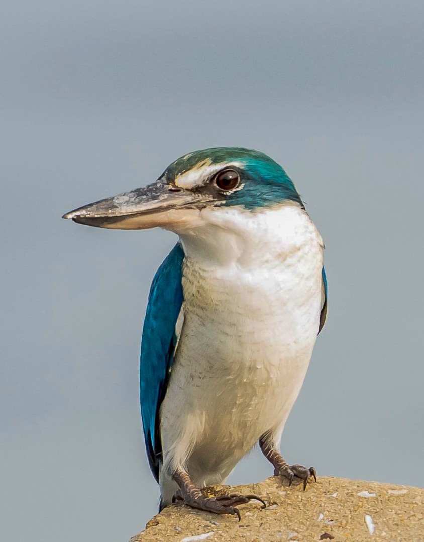 Collared Kingfisher - ML282201981