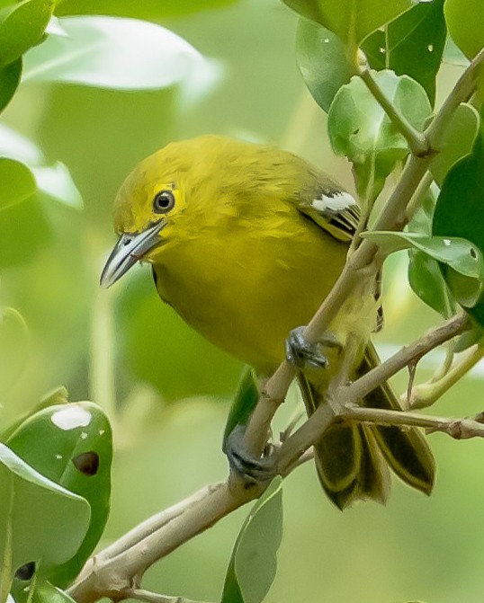 Common Iora - ML282202011