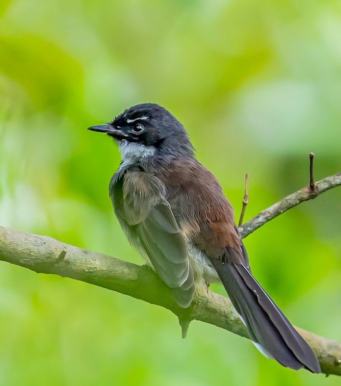 Malaysian Pied-Fantail - ML282202091