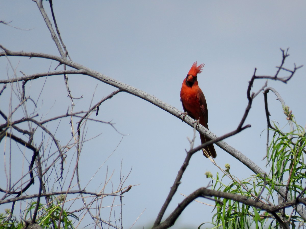 Cardinal rouge - ML28220221