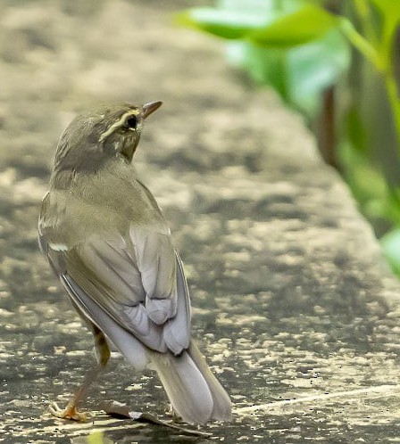 Arctic Warbler - Inusso Jamal