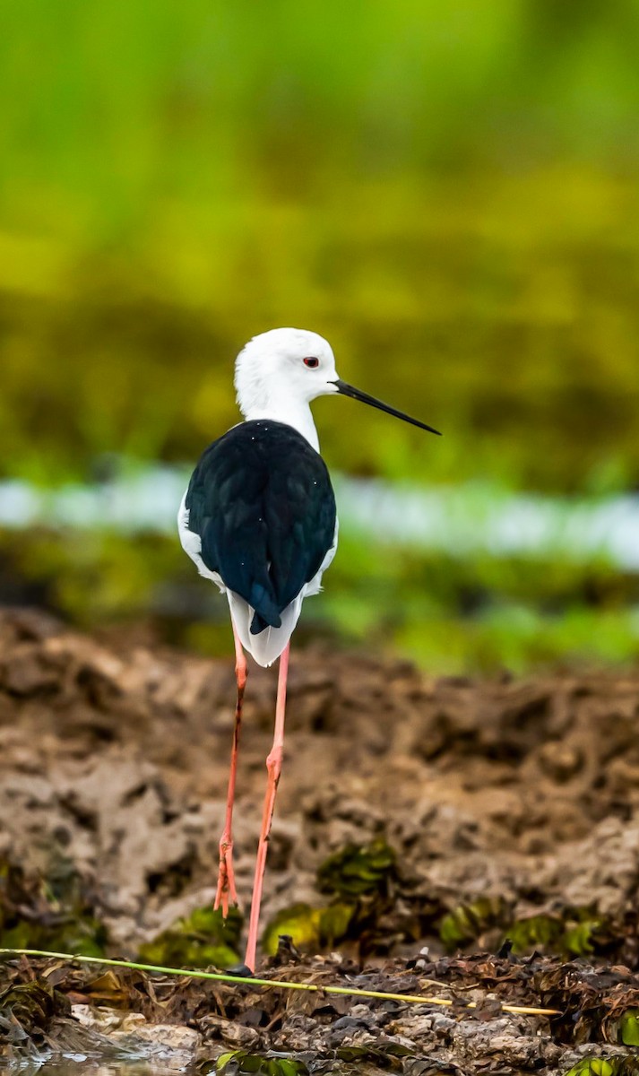 Black-winged Stilt - ML282202461