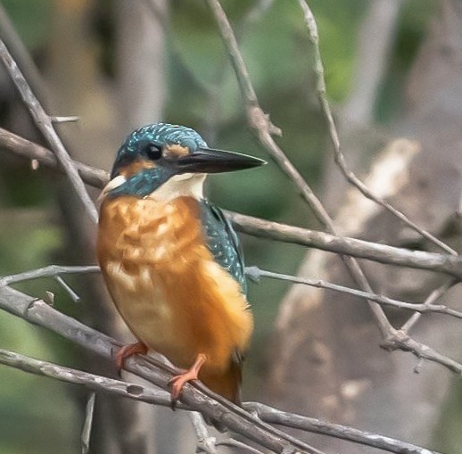 Martin-pêcheur d'Europe - ML282202491