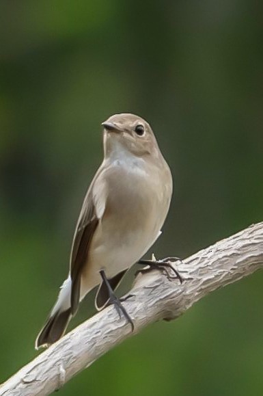 Asian Brown Flycatcher - ML282202701