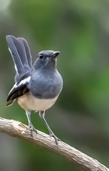 Oriental Magpie-Robin - ML282202731