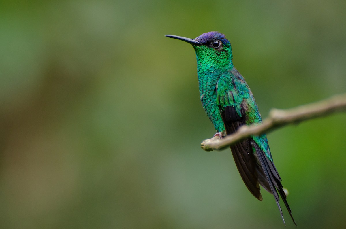 kolibřík fialovotemenný - ML282202741