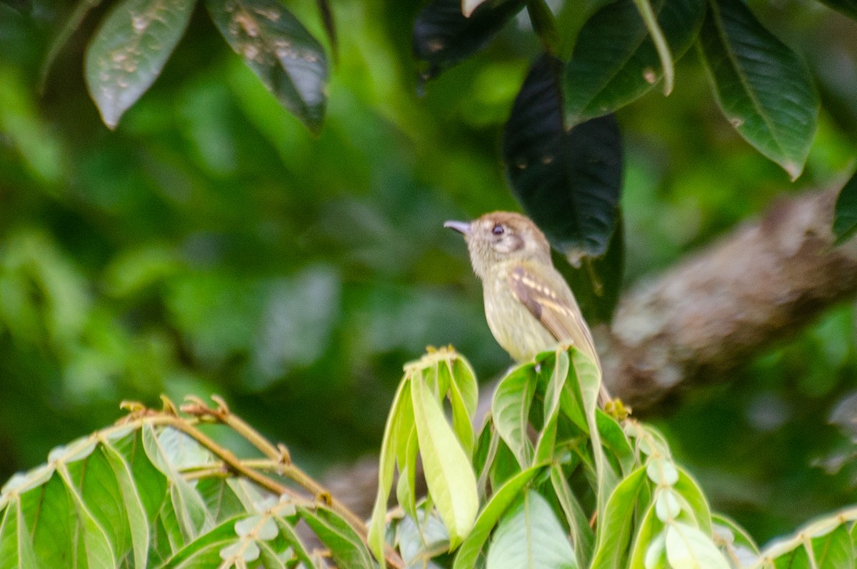 Sepia-capped Flycatcher - Marcos Eugênio Birding Guide