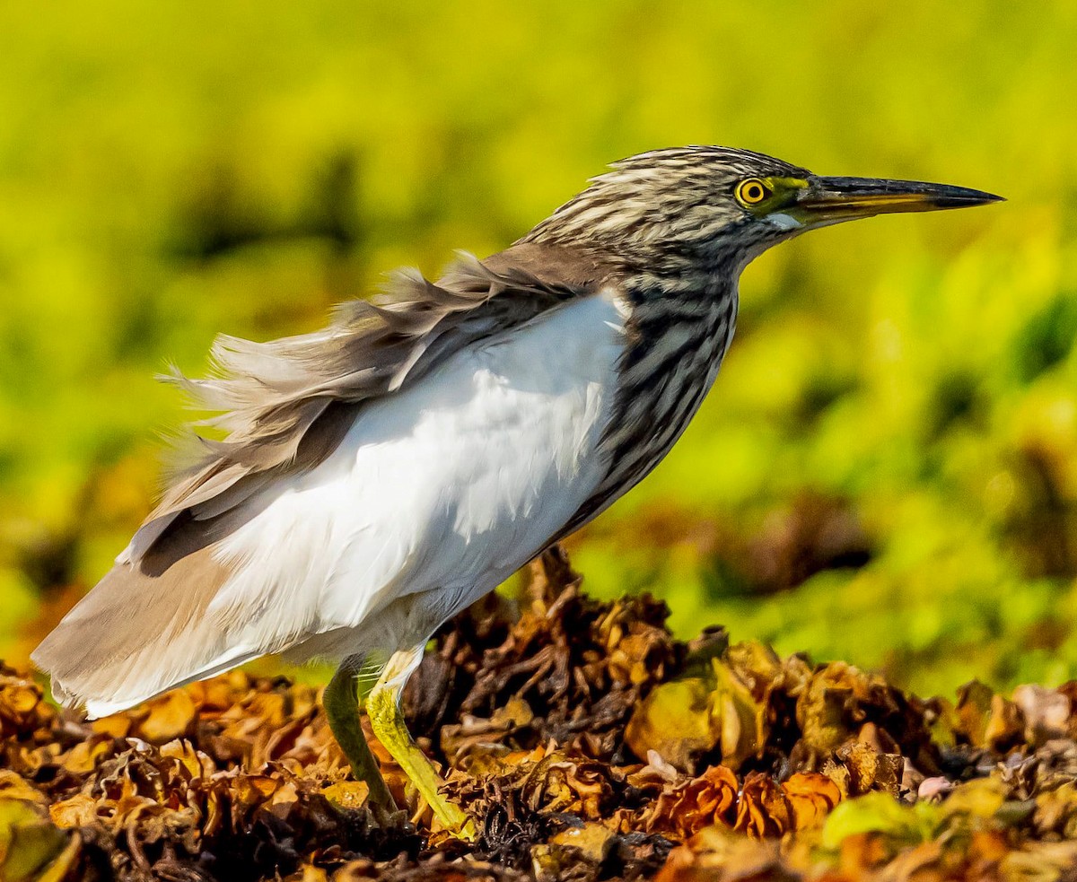 Chinese Pond-Heron - ML282203181