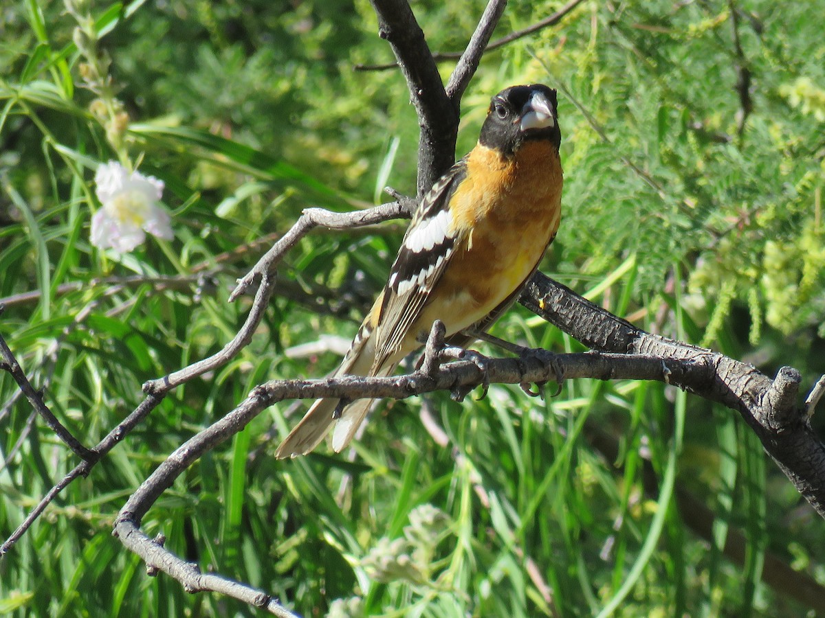 Black-headed Grosbeak - Dawn Zappone