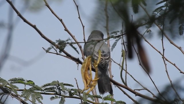 Indian Cuckooshrike - ML282205481