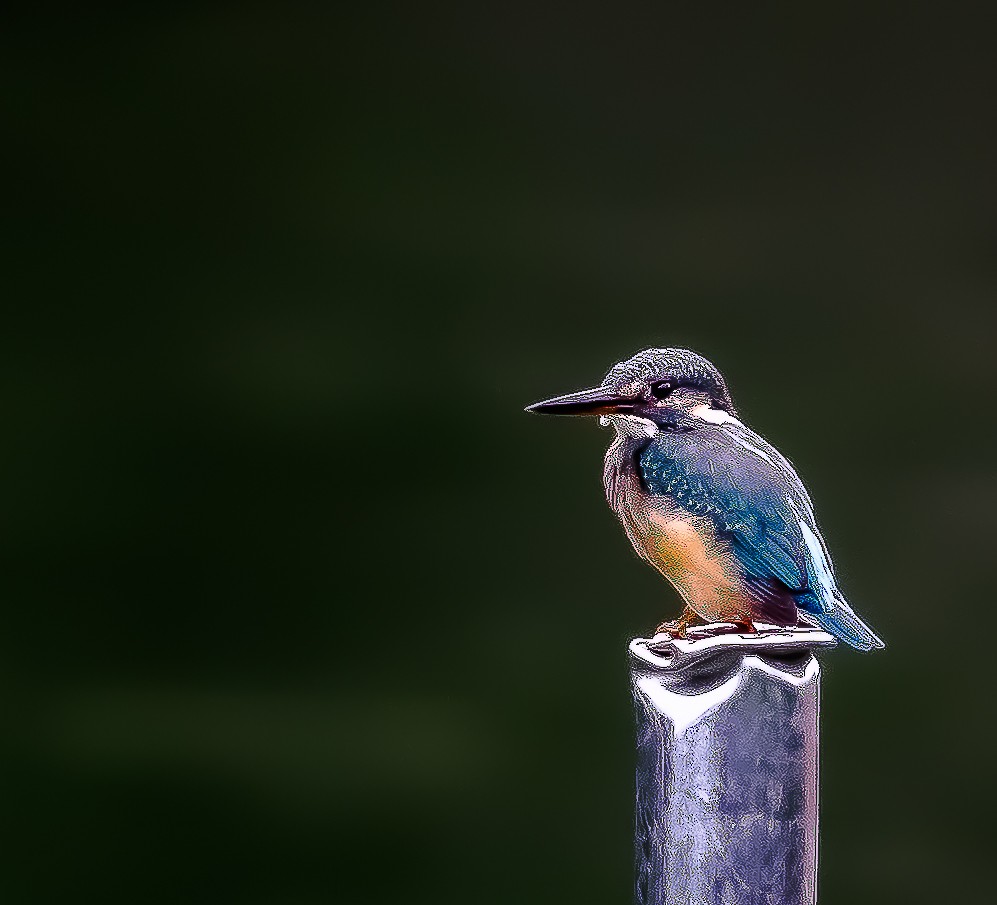 Common Kingfisher - ML282205571