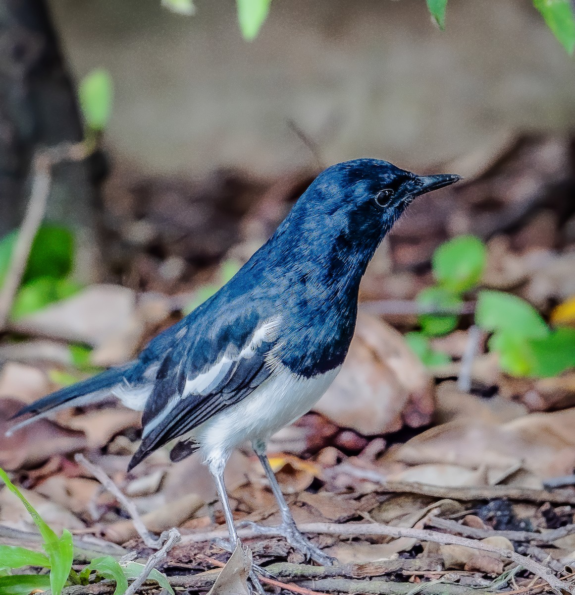 Oriental Magpie-Robin - ML282206021