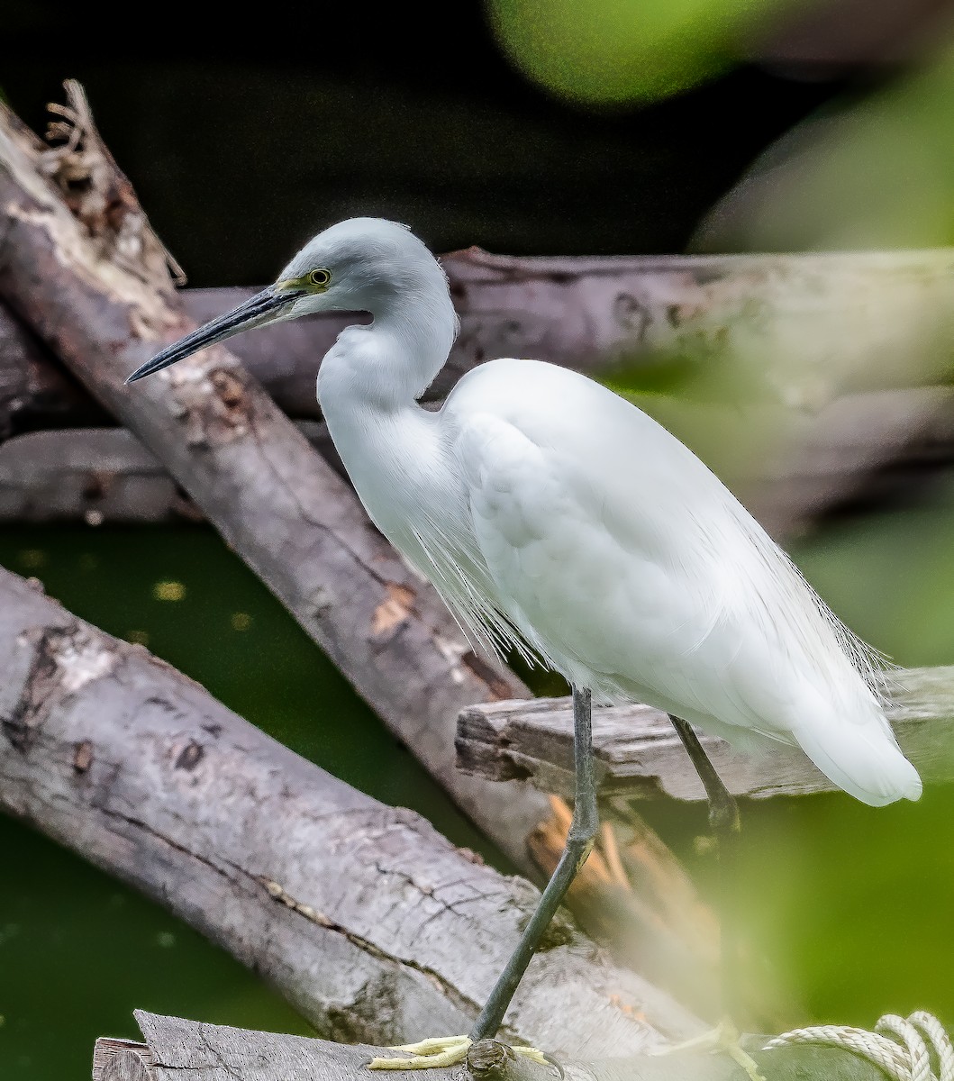 Medium Egret - ML282206421