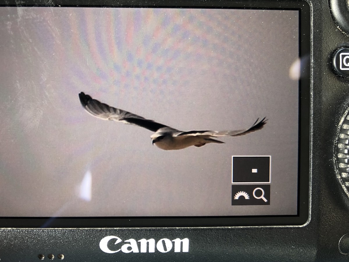 Black-winged Kite - ML282207071