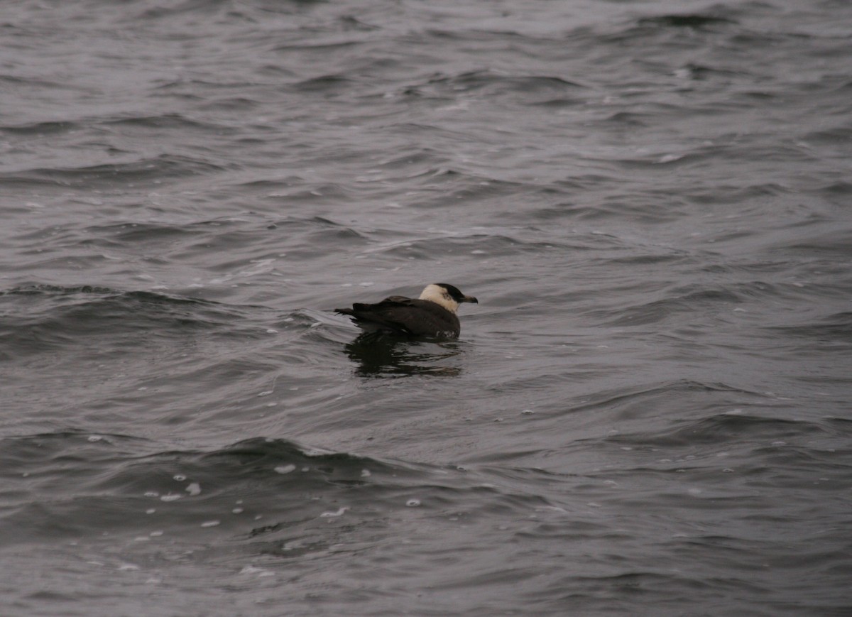 Parasitic Jaeger - ML282207211