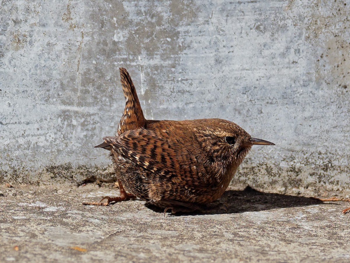 Eurasian Wren - Karl Hu