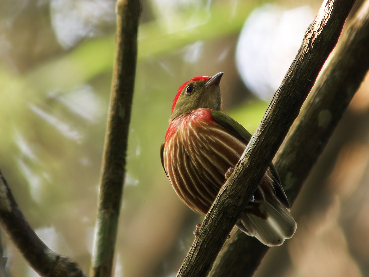 Striolated Manakin (Striolated) - ML282211041