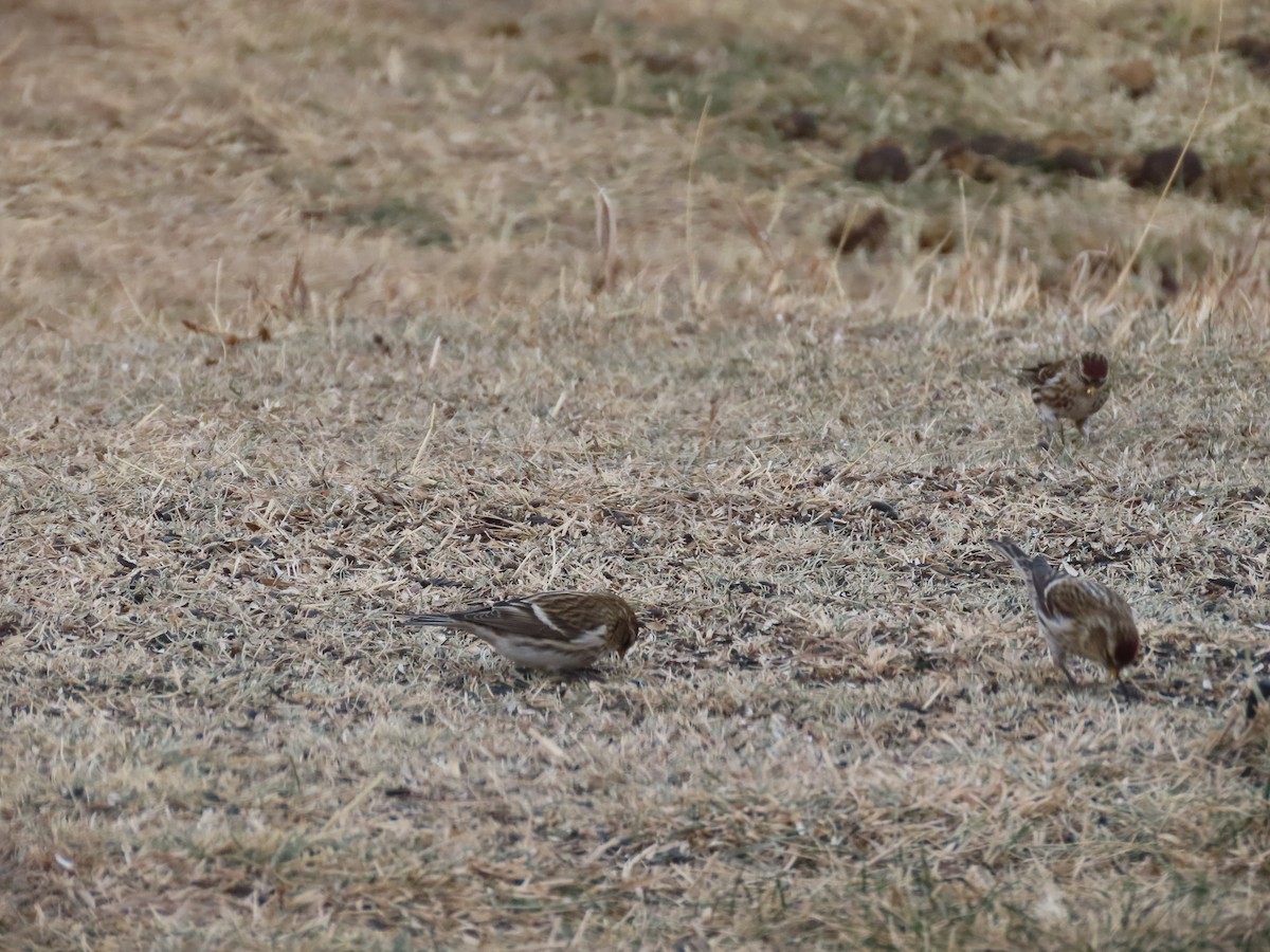 Common Redpoll - ML282211161