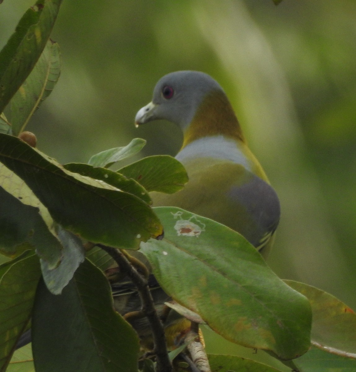 Yellow-footed Green-Pigeon - ML282212661