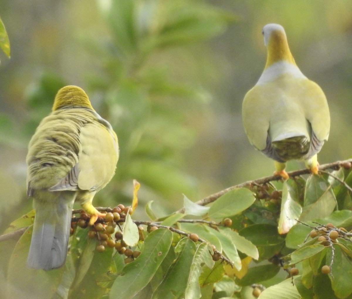 Yellow-footed Green-Pigeon - ML282212681