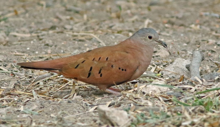 Ruddy Ground Dove - Kris Petersen