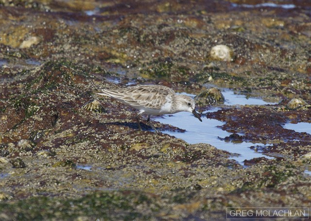 Red-necked Stint - Greg McLachlan