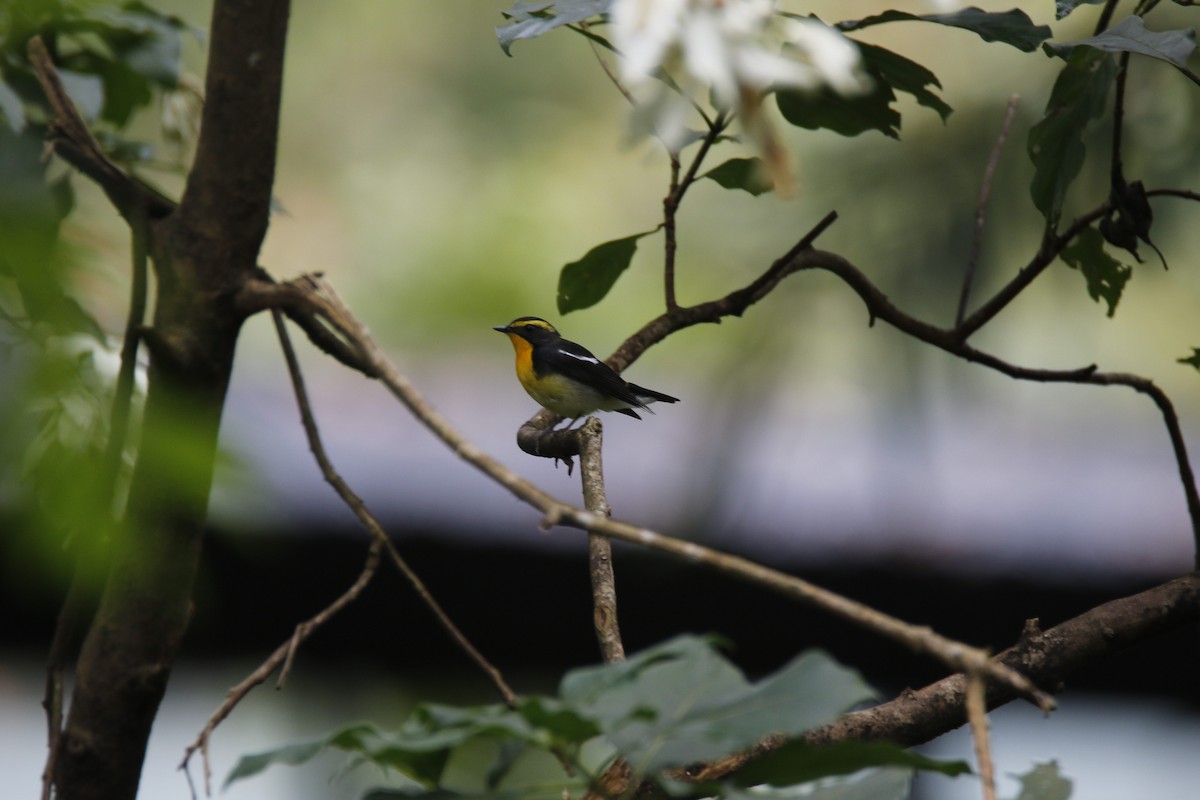 Narcissus Flycatcher - Giovanni Tapang