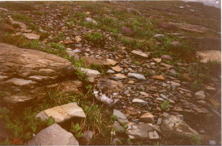 White-tailed Ptarmigan - ML282215121