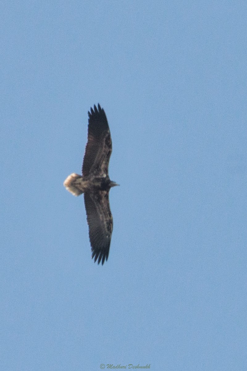Egyptian Vulture - ML282215541