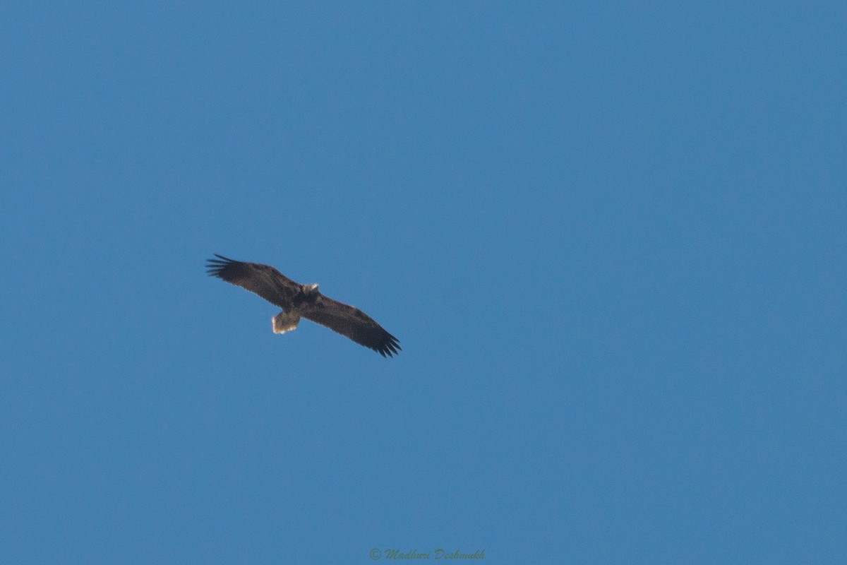 Egyptian Vulture - ML282215571