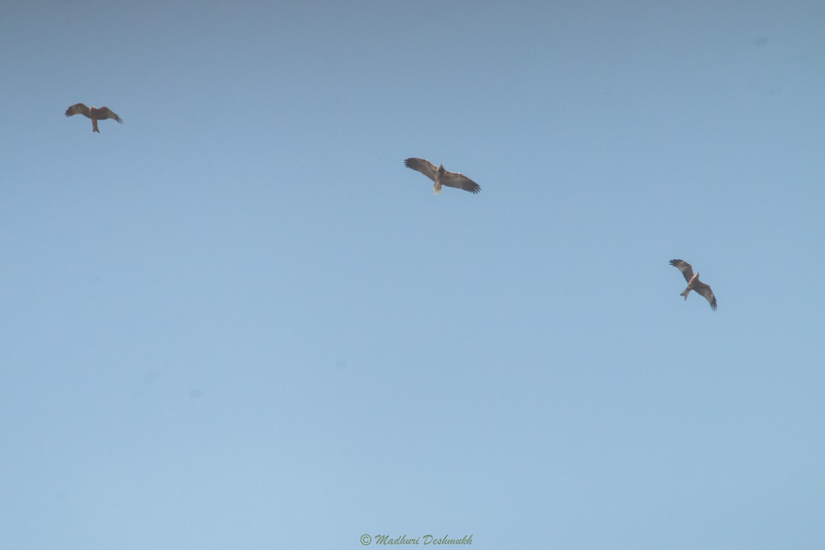 Egyptian Vulture - ML282215891