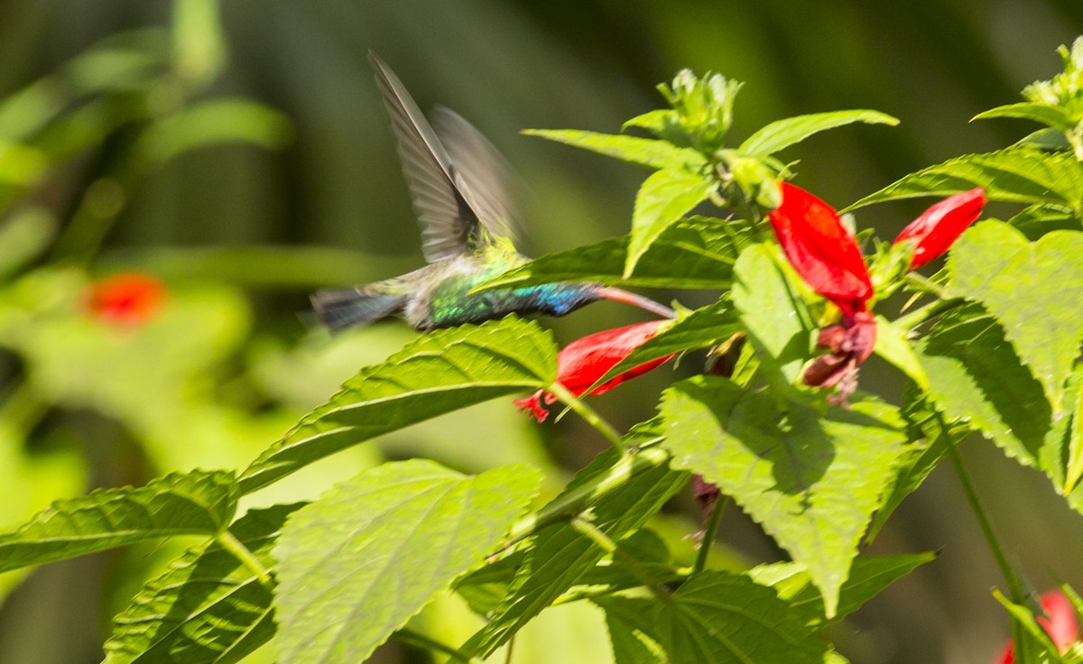 Broad-billed Hummingbird - Mike Austin