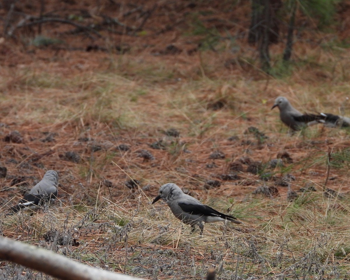 Clark's Nutcracker - ML282216941