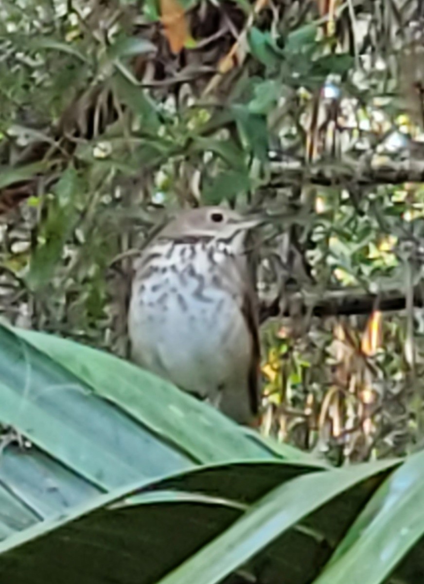 Hermit Thrush - ML282217371