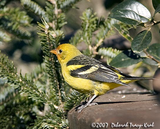 Western Tanager - ML282218141