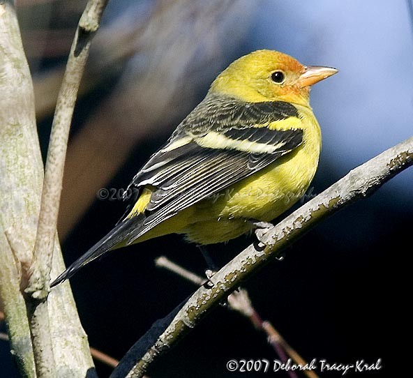 Western Tanager - ML282218251