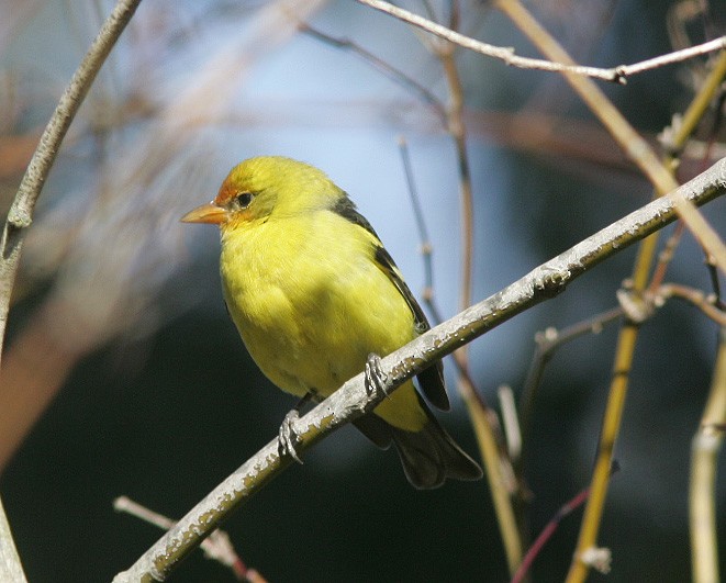 Western Tanager - ML282218261