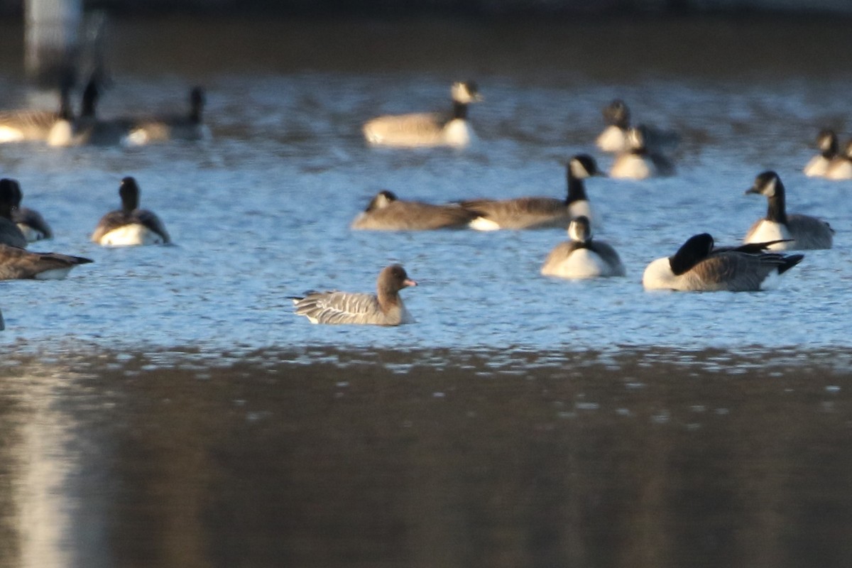 Pink-footed Goose - ML282218501