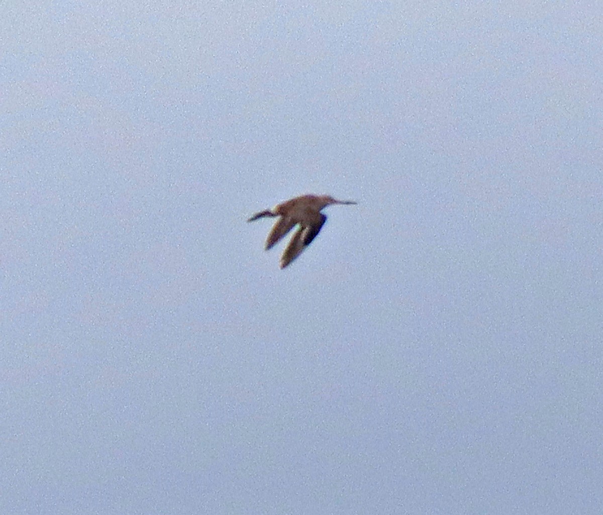 Hudsonian Godwit - ML282220701