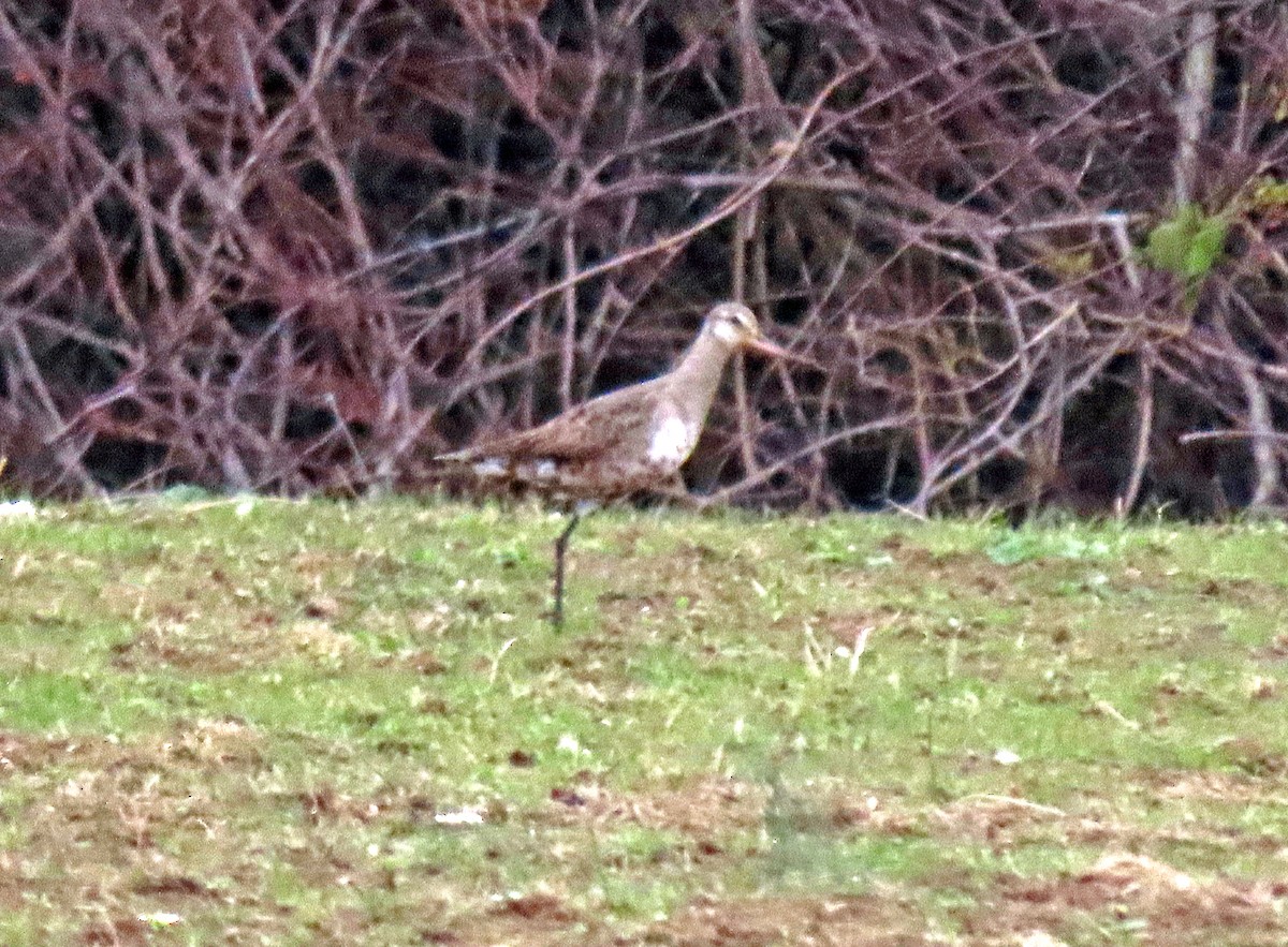 Hudsonian Godwit - ML282220771