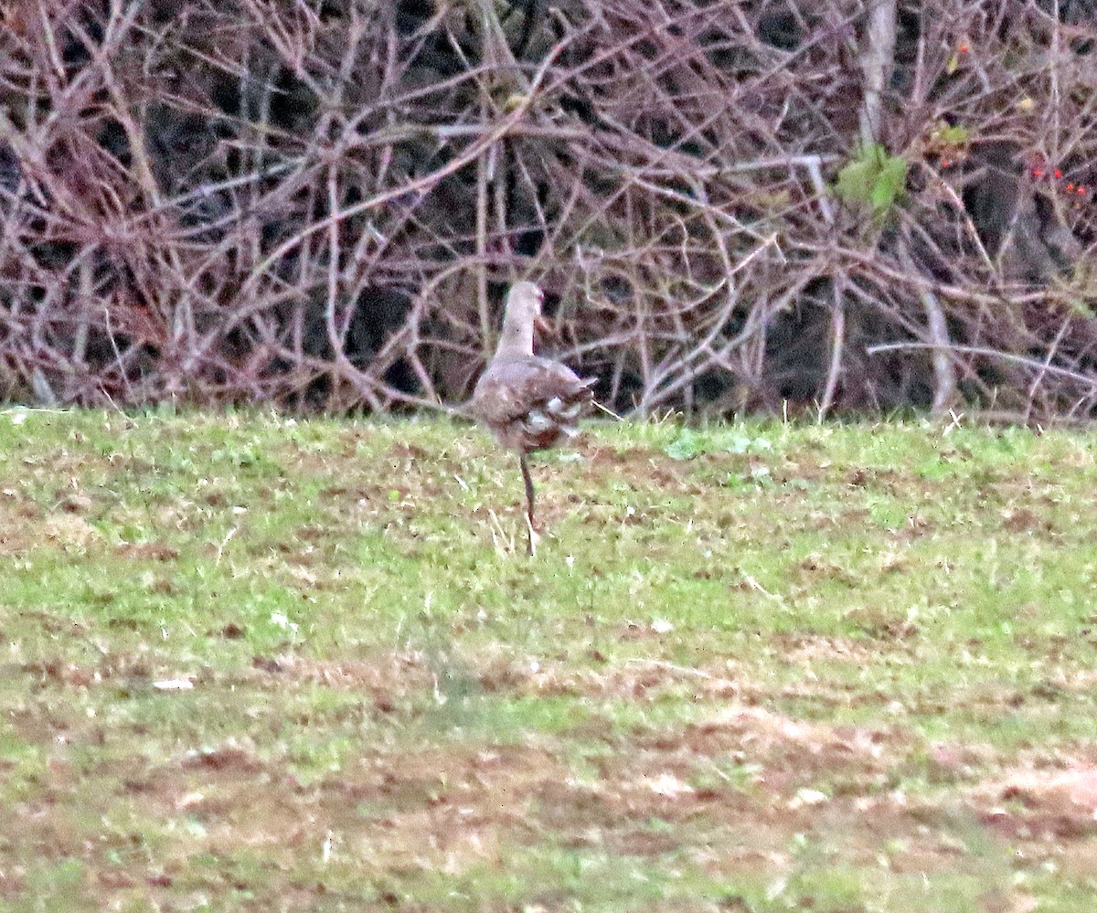 Hudsonian Godwit - ML282220801